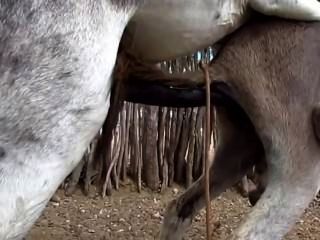 donkey cum porn